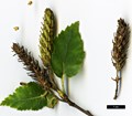 SpeciesSub: subsp. albosinensis SpeciesSub: subsp. albosinensis